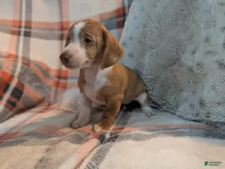 Miniature Dachshund dogs Finley - Ad 42