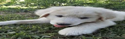 Great Pyrenees dogs for sale: Keilah  - Ad 5