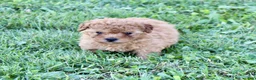 Yorkiepoo dogs for sale: Fenn - Ad 5