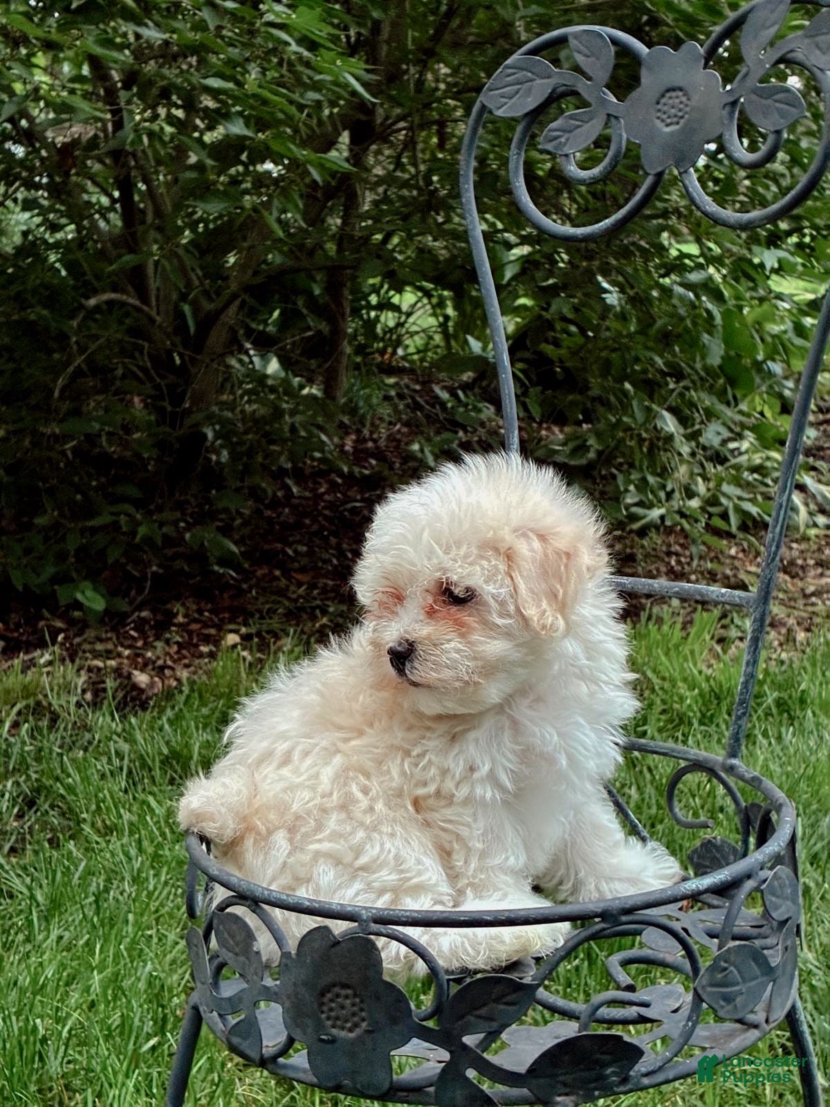 Maltipoo dogs for sale: Maltipoo Puppy 2 - Ad 2