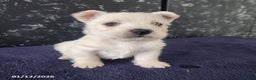 West Highland Terrier dogs for sale: Macy - Ad 2