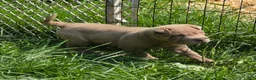 Shar Pei dogs for sale: Lyla - Ad 12