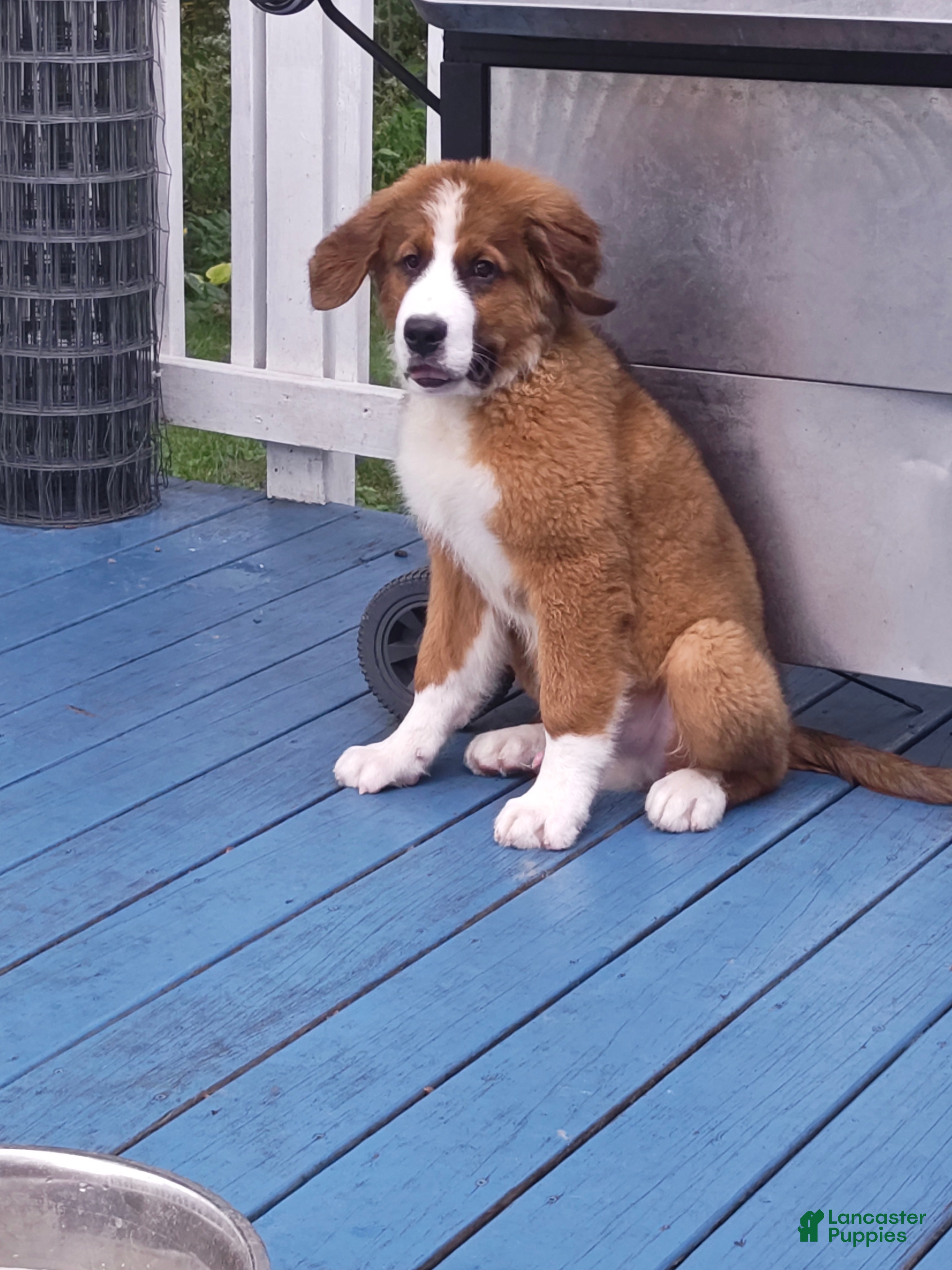 Mixed Breed dogs Moose - Ad 2