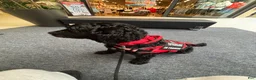 Labradoodle dogs for sale: Labradoodle for sale 43227 - Ad 3