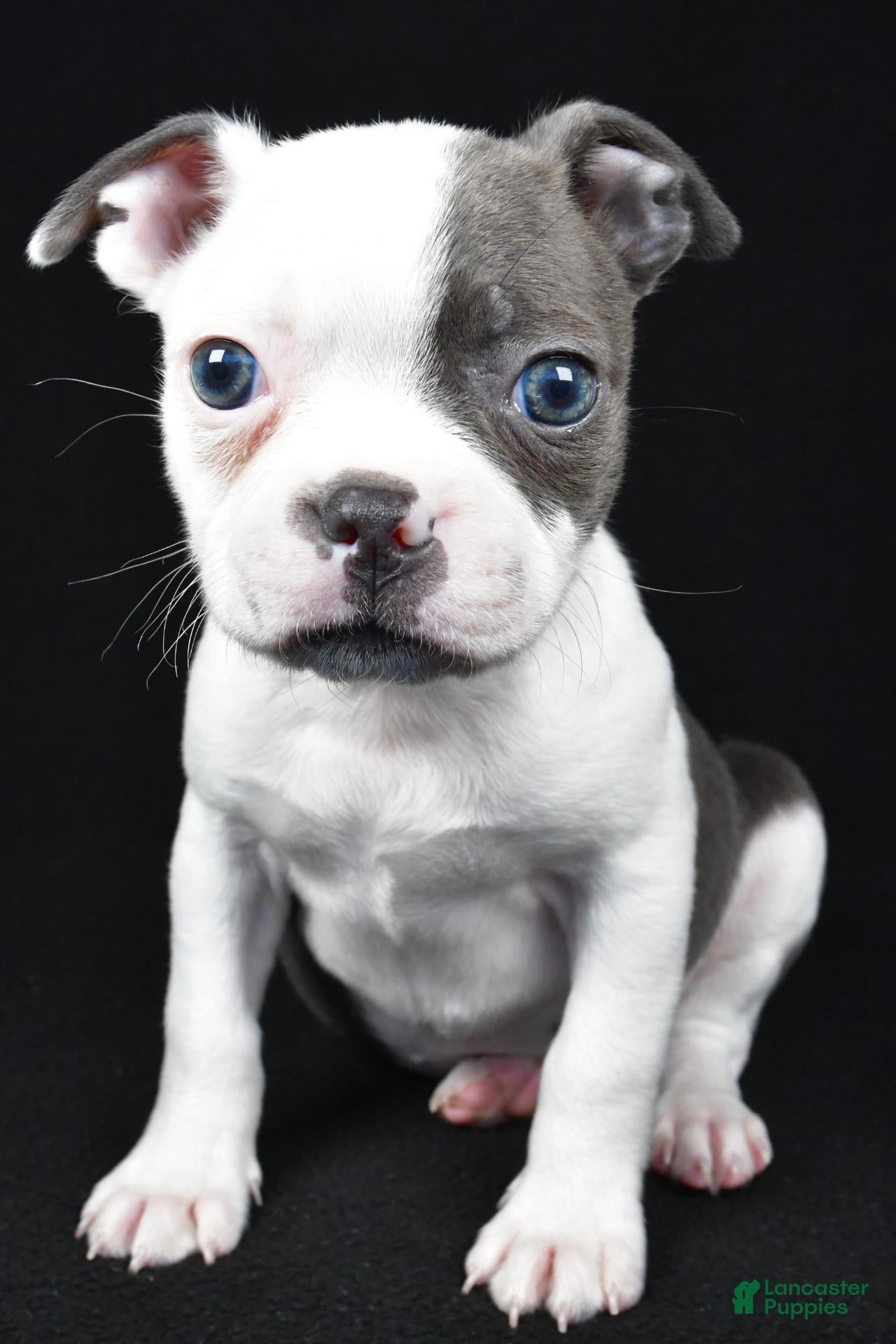 Boston Terrier dogs Pearl - Ad 2