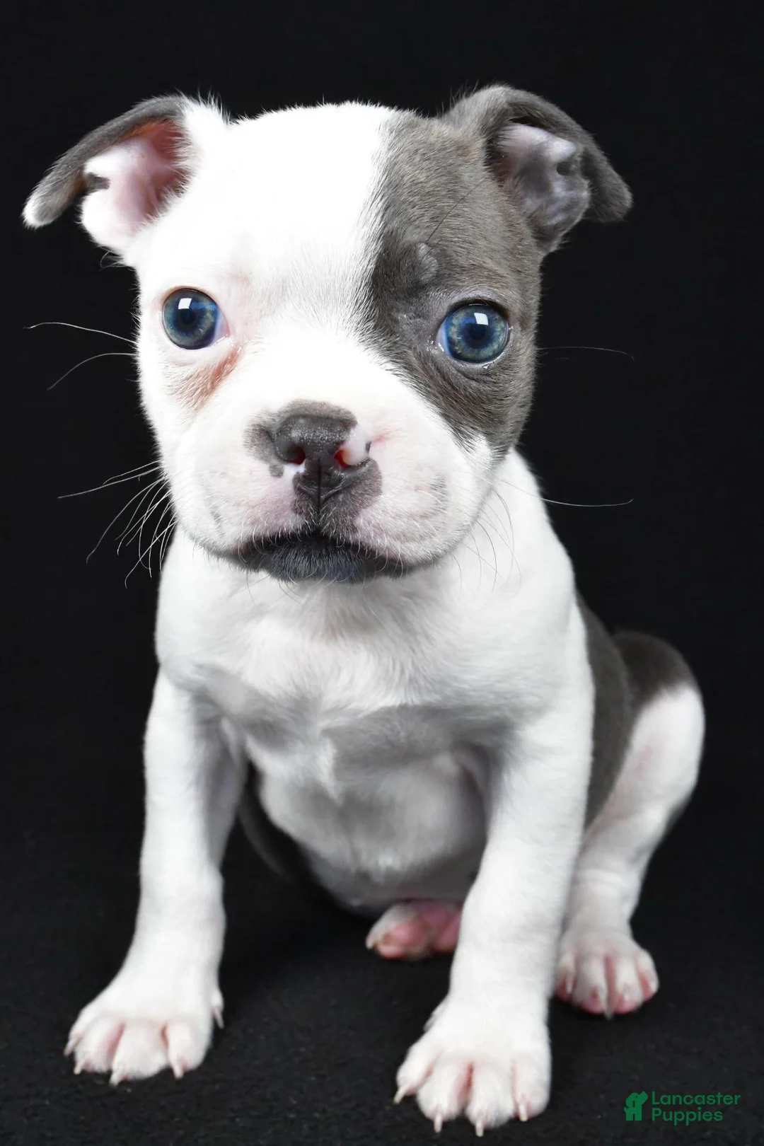 Boston Terrier dogs for sale: Pearl - Ad 2