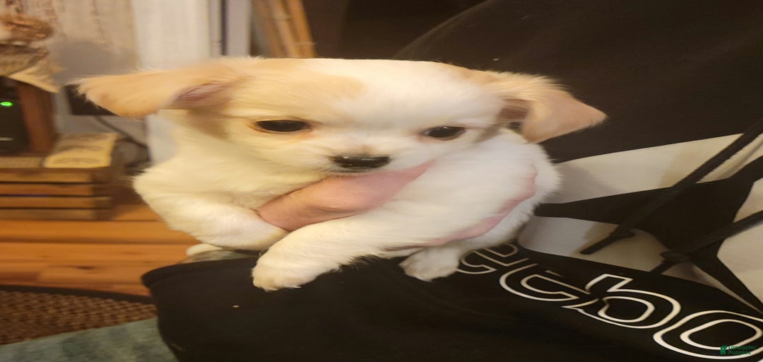 Gallery Image {{count}}