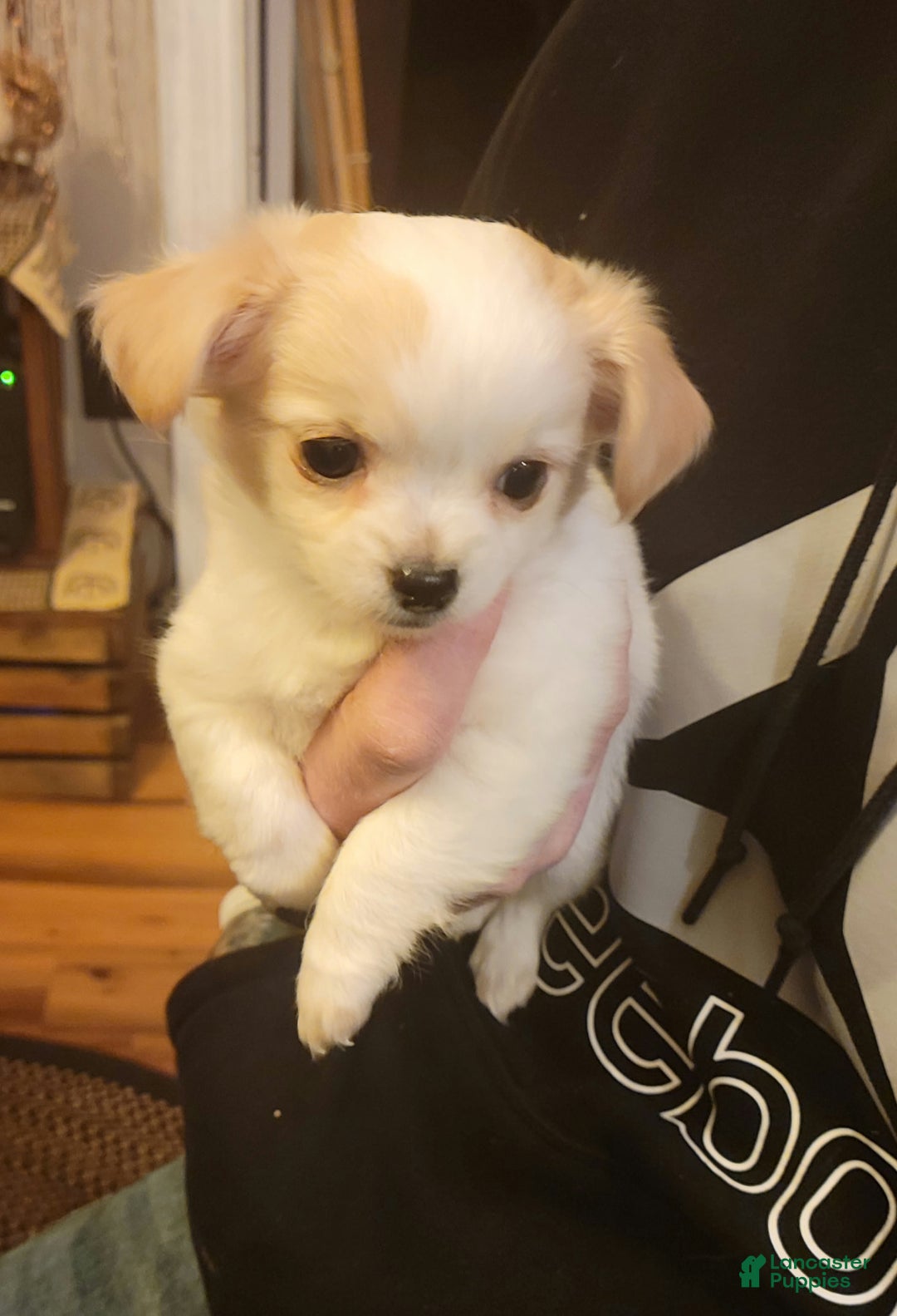 Gallery Image {{count}}