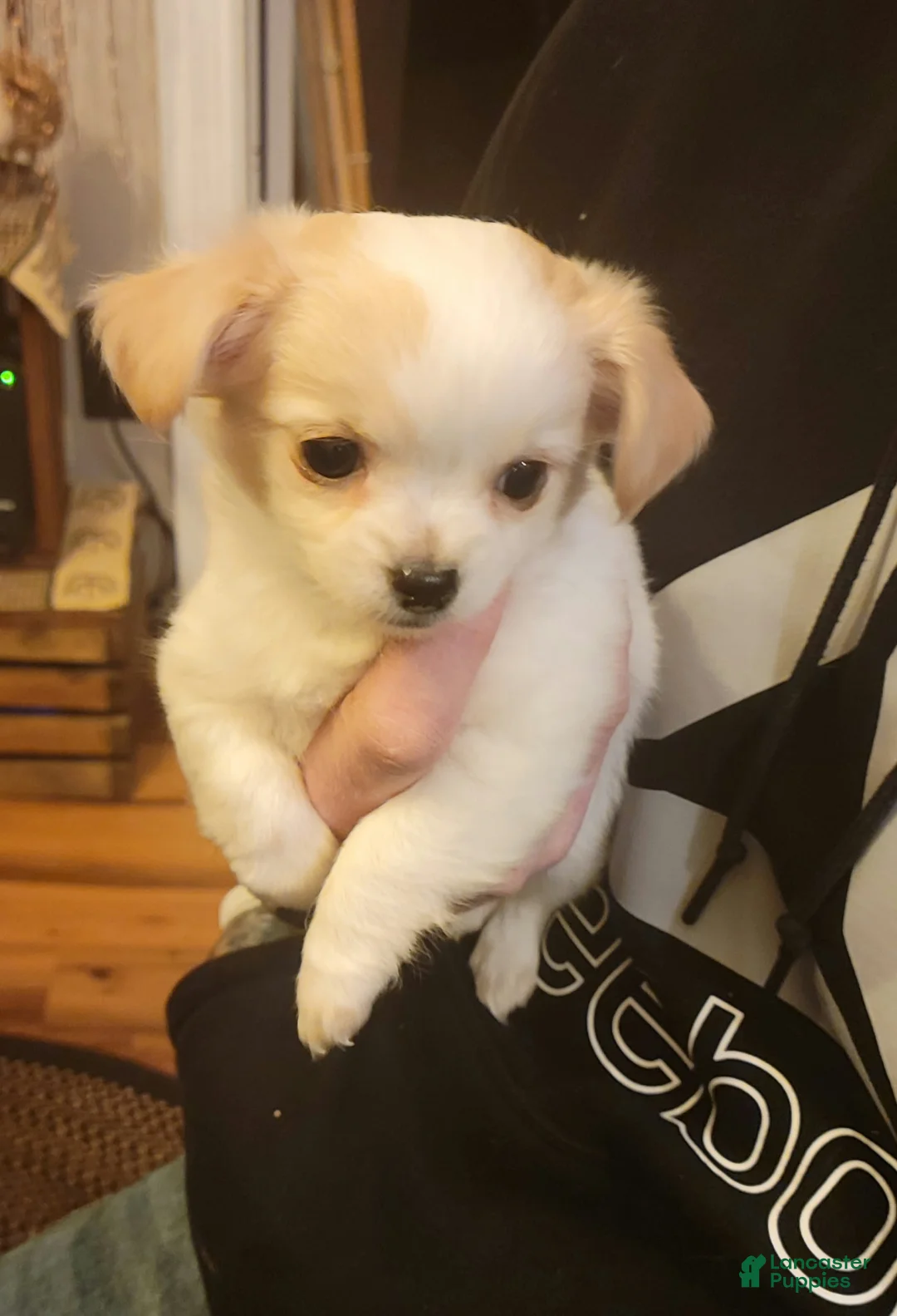 Gallery Image {{count}}