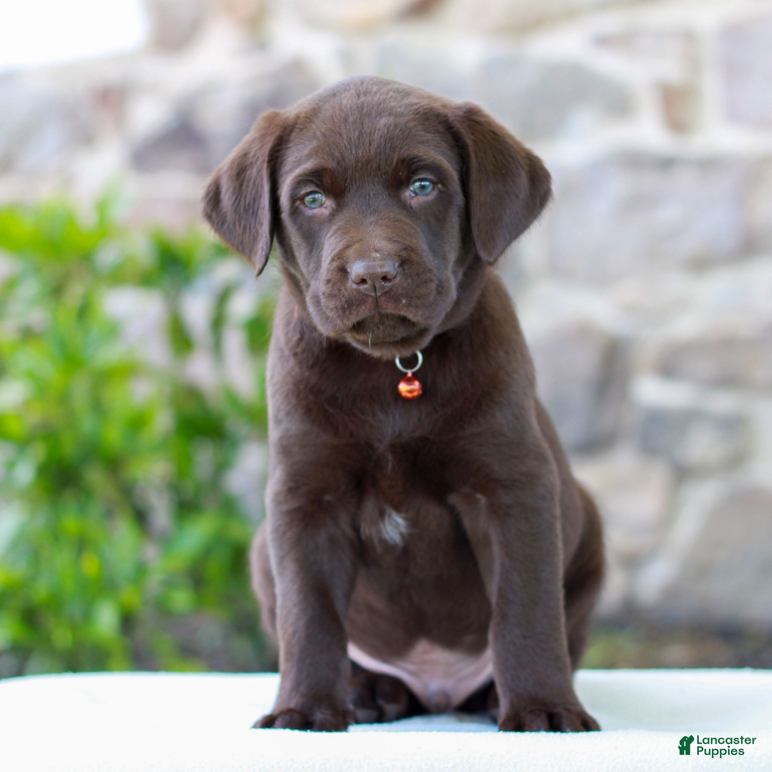Labrador Retriever dogs for sale: Tanner - Ad 1
