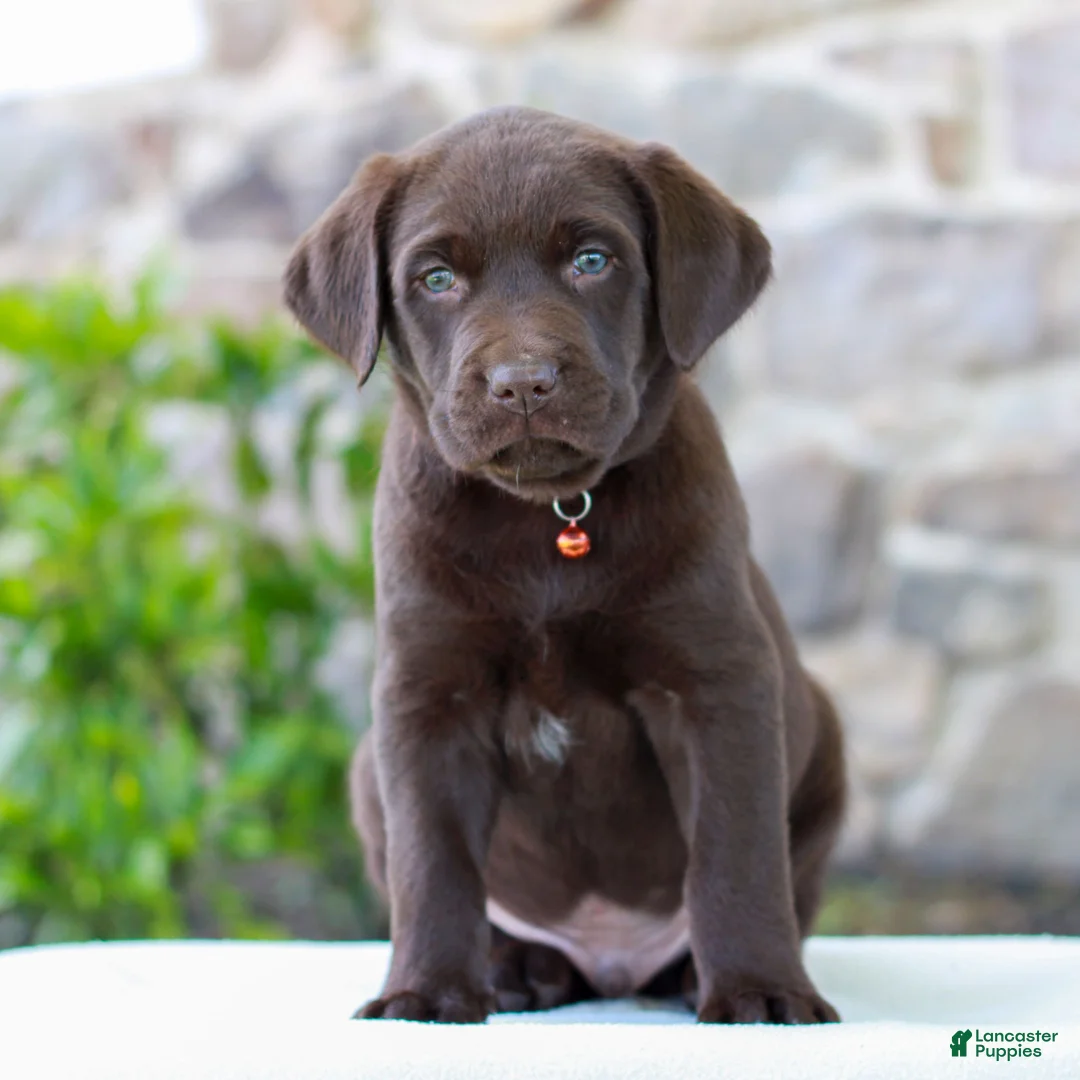 Labrador Retriever dogs for sale: Tanner - Ad 1