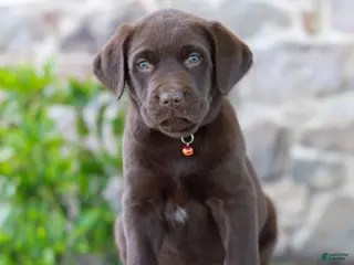Labrador Retriever dogs for sale: Tanner - Ad 1