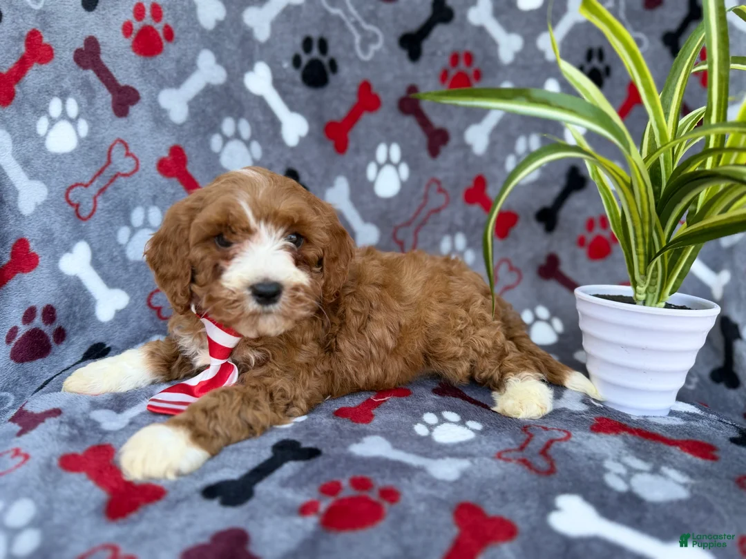 Cavapoo dogs for sale: Topher - Ad 7