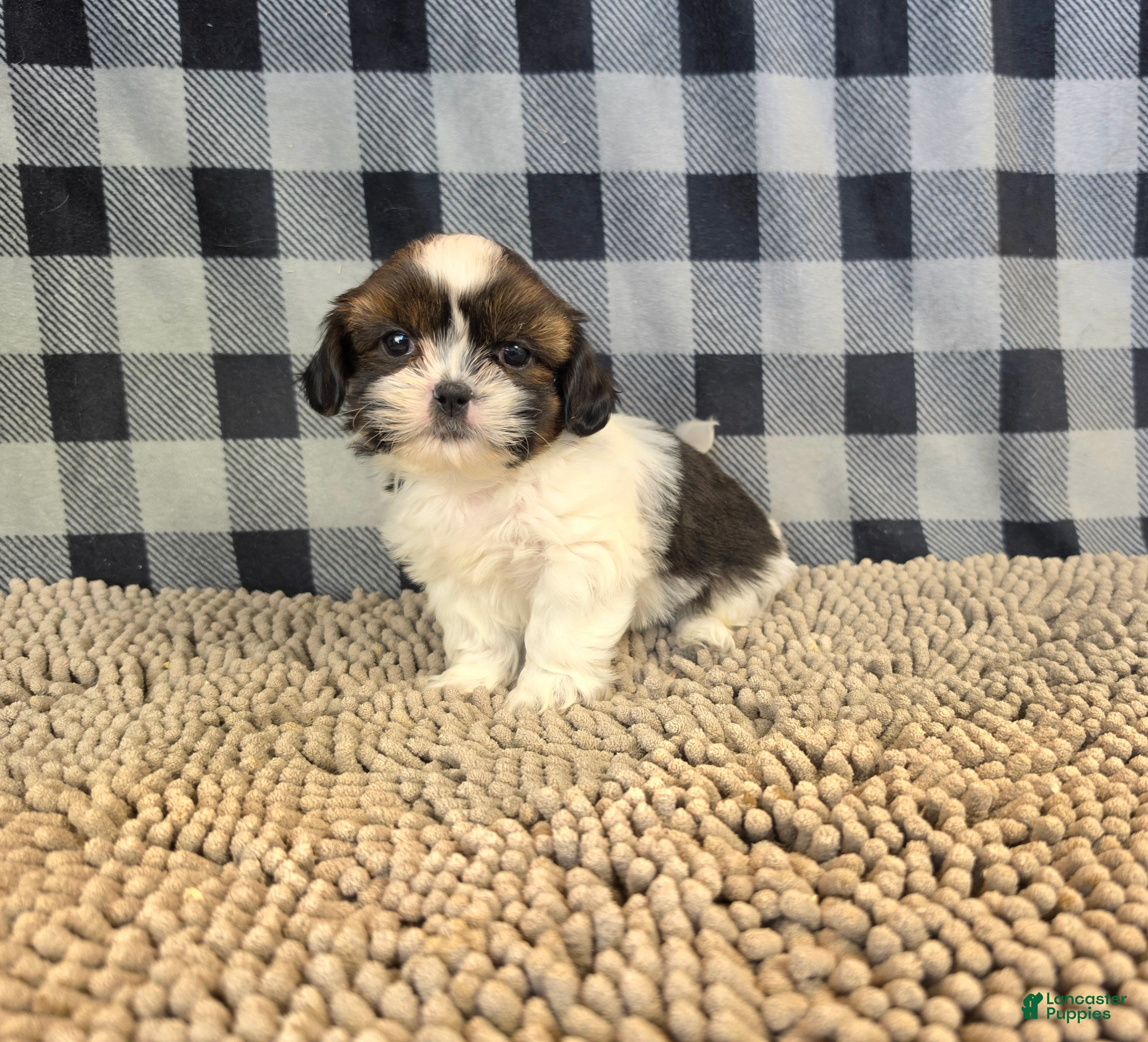 Shih Tzu dogs for sale: Andy - Ad 1