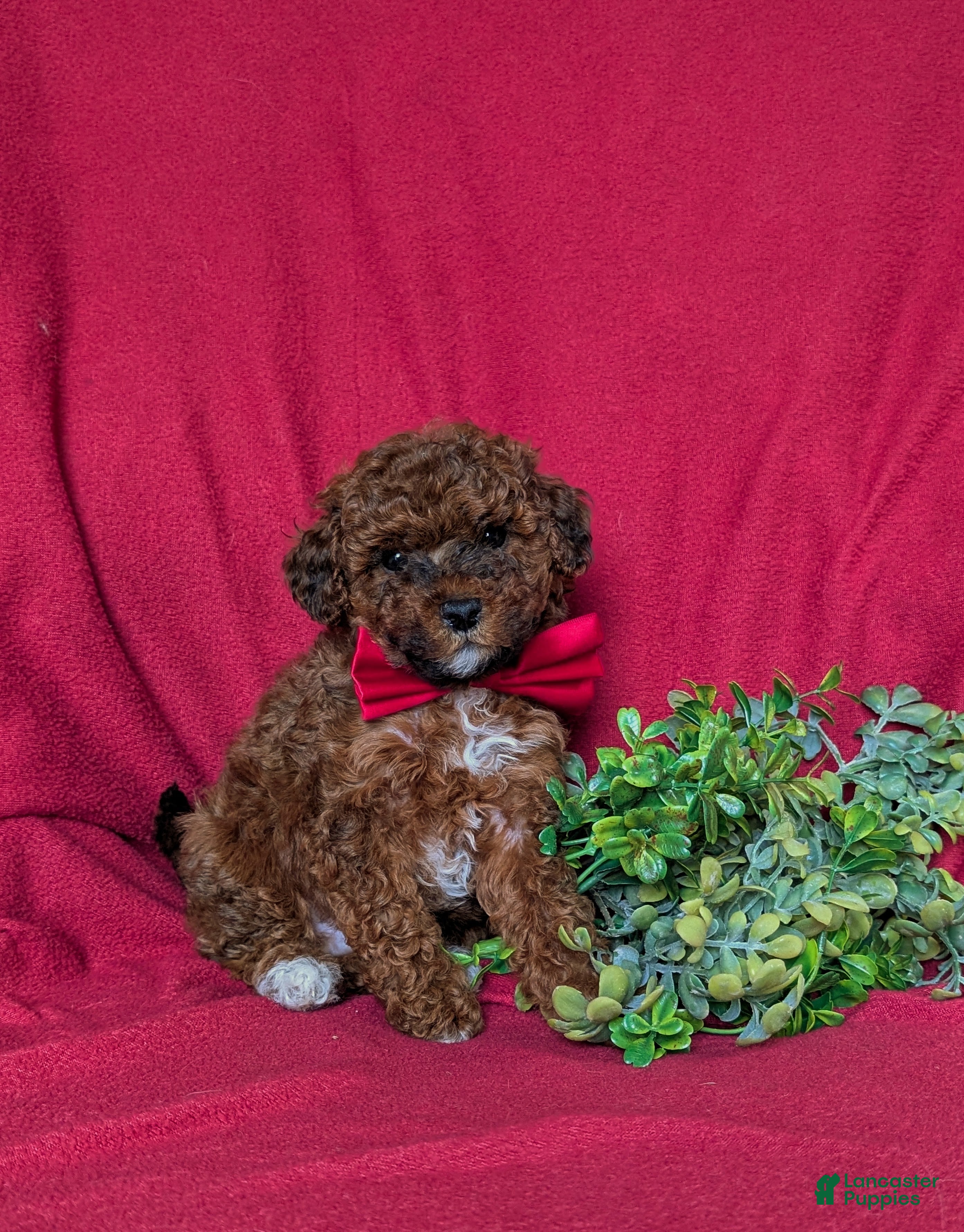 Lhasapoo dogs Delancey Hypoallergenic - Ad 1