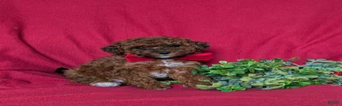 Delancey Hypoallergenic