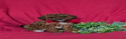 Lhasapoo dogs for sale: Delancey Hypoallergenic - Ad 1