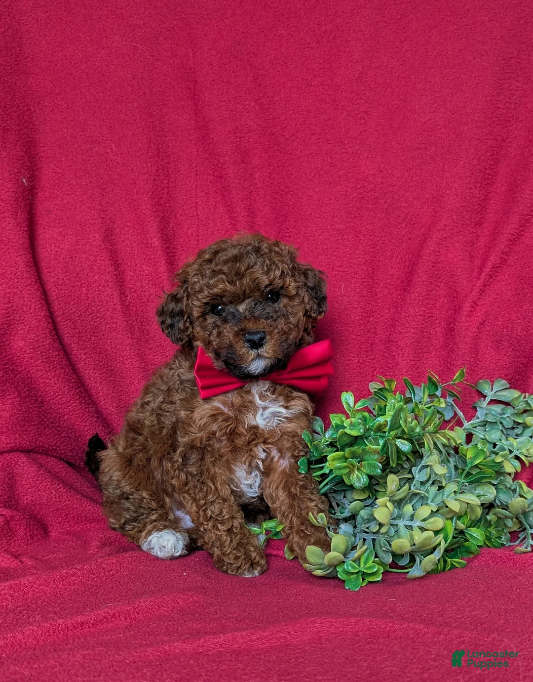 Lhasapoo dogs for sale: Delancey Hypoallergenic - Ad 1