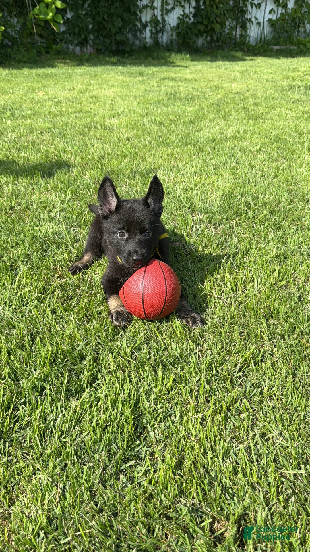 Gerberian Shepsky dogs for sale: Xena - Ad 2