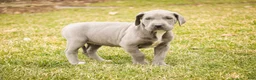 Great Dane dogs for sale: Winifred - Ad 3