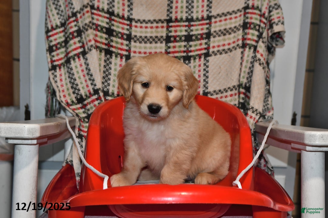 Mixed Breed dogs for sale: Izzy - Ad 2