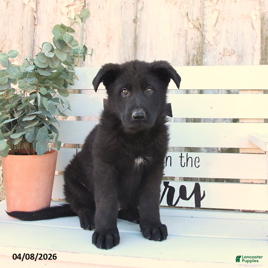 German Shepherd dogs Chance - Ad 1