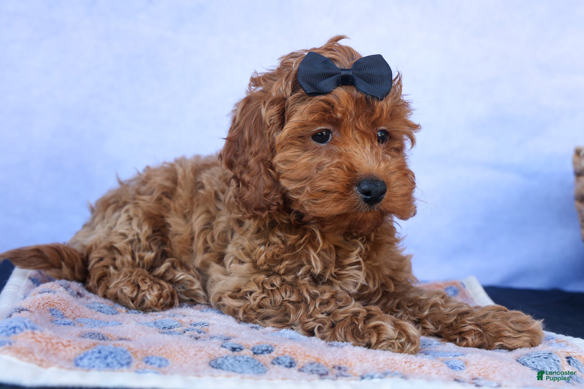 ROMEO