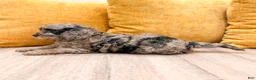 Cavapoo dogs for sale: Izzy  - Ad 3