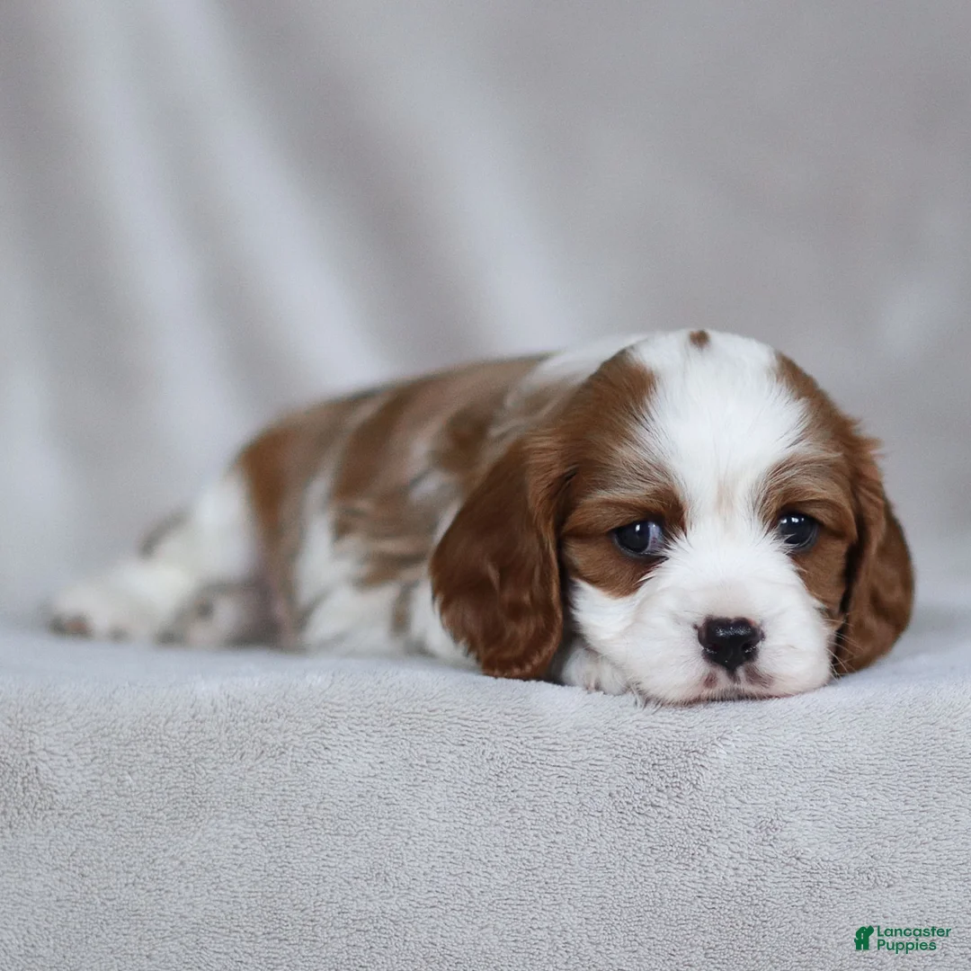 Cavalier King Charles Spaniel dogs for sale: Liam - Ad 9