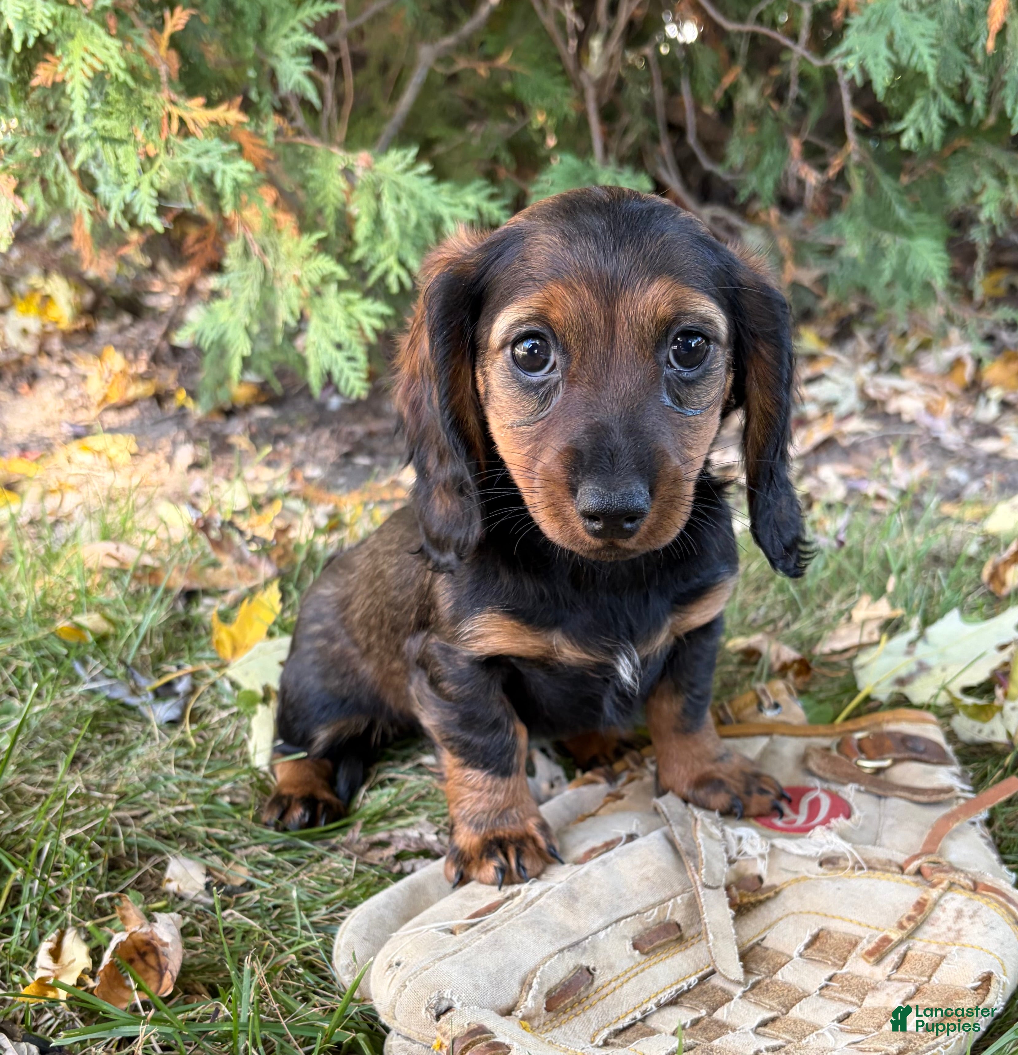 Miniature Dachshund dogs Demi - Ad 1