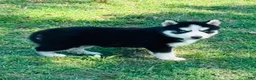 Siberian Husky dogs for sale: Maci - Ad 11