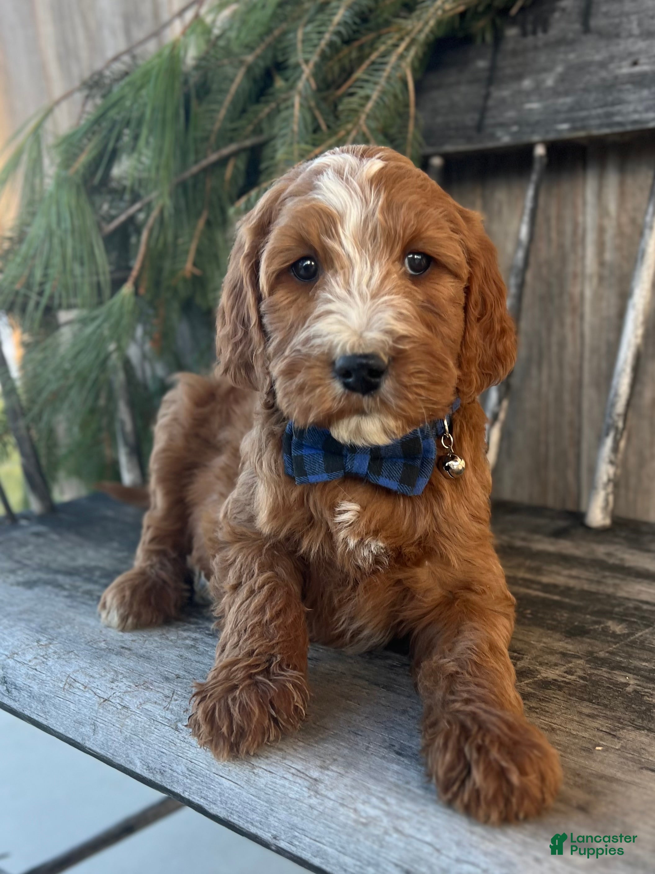 Irish Doodle dogs Theodore  - Ad 12