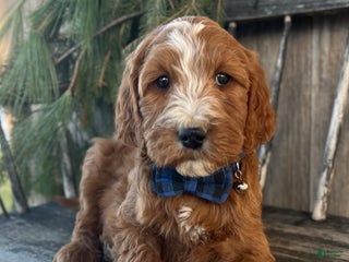 Irish Doodle dogs Theodore - Ad 6