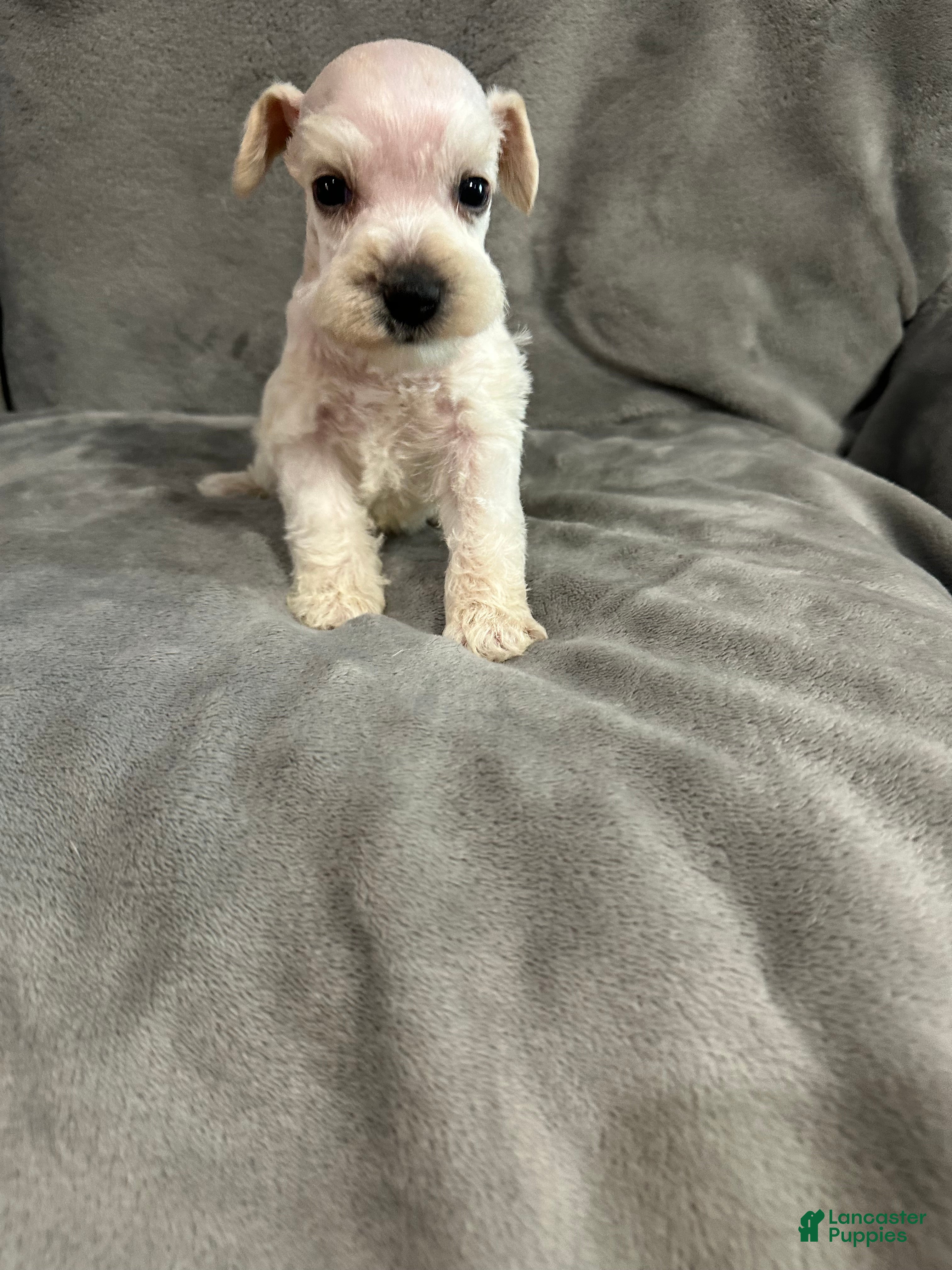 Miniature Schnauzer dogs Jack - Ad 6