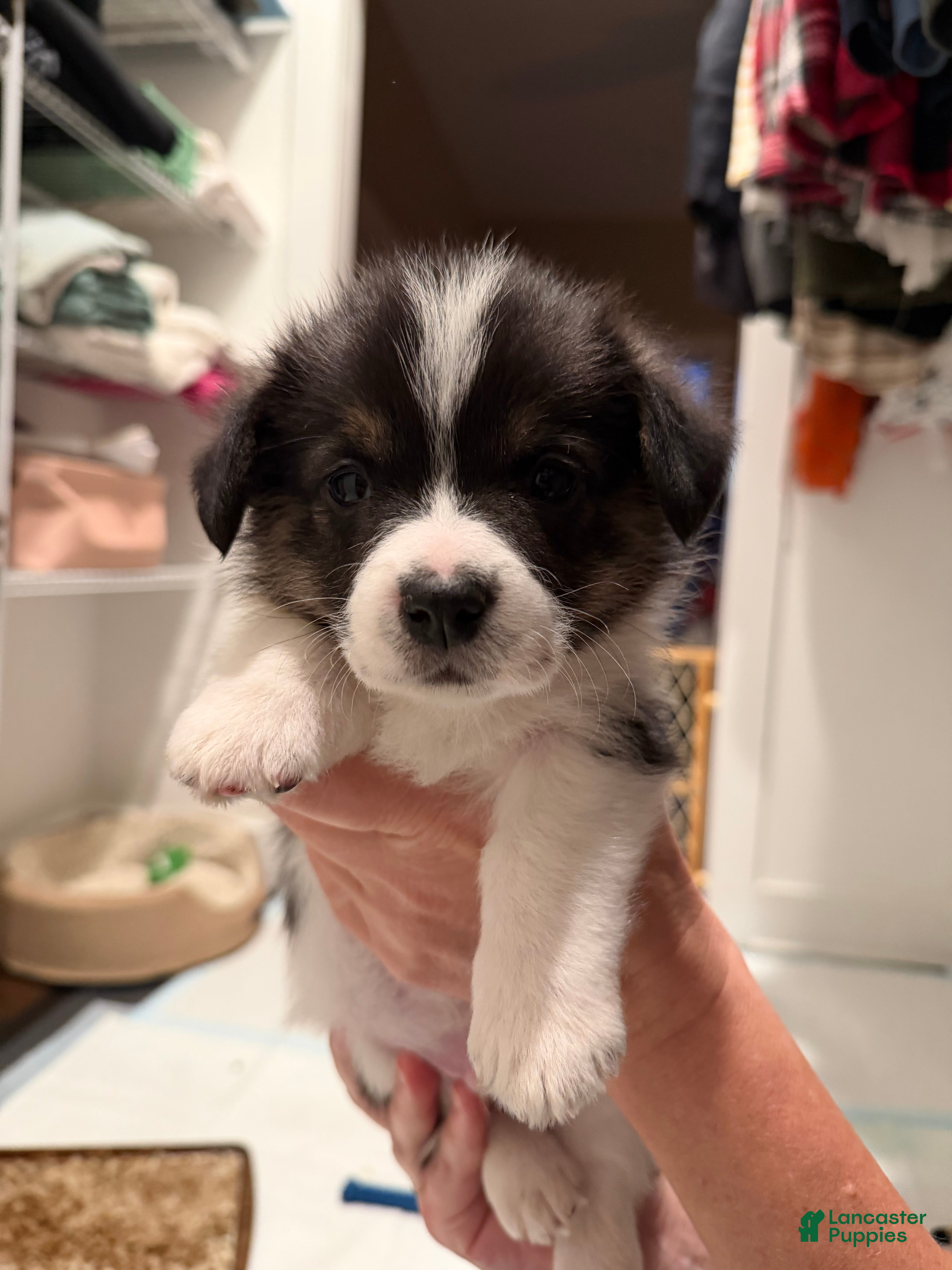 Welsh Corgi Pembroke dogs Nemo - orange - Ad 19