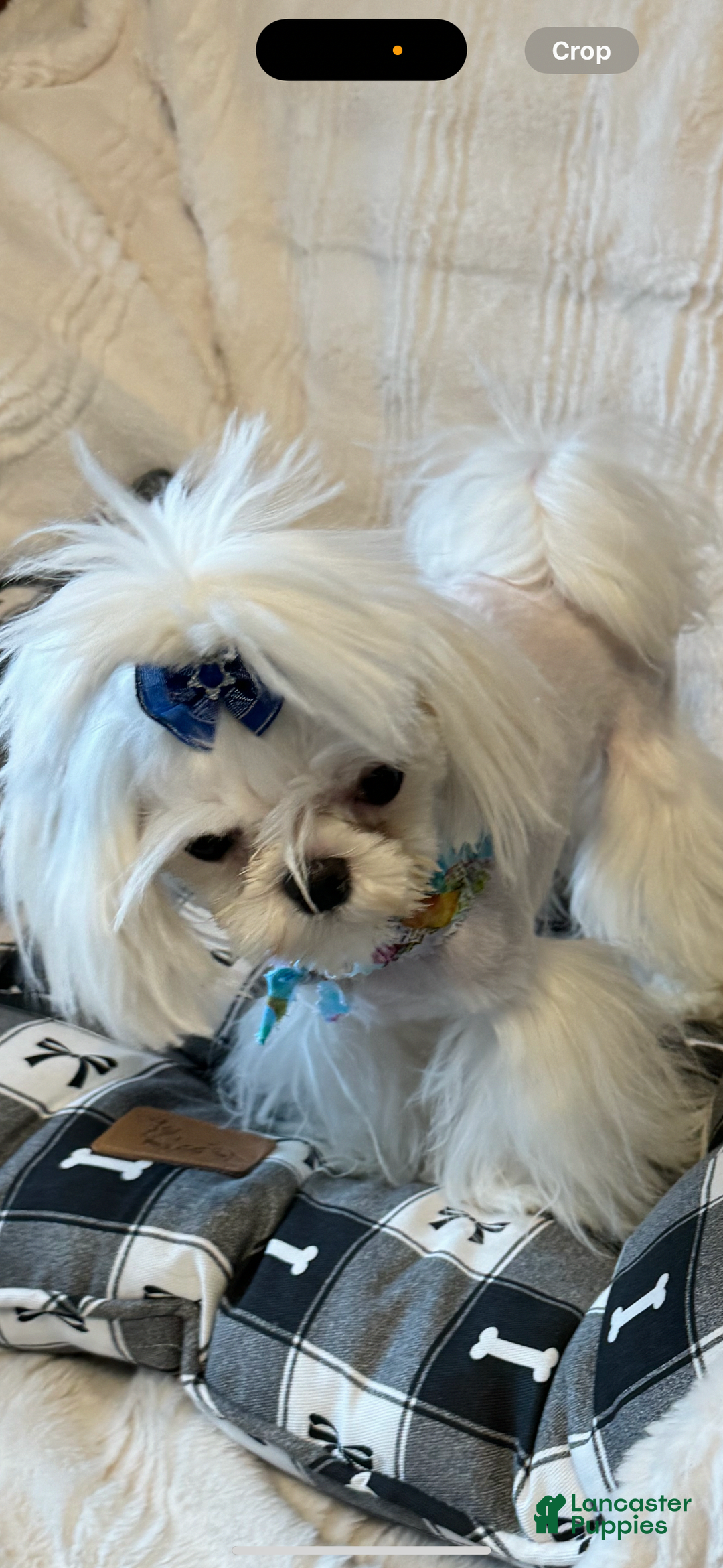 Maltese dogs for sale: Maltese Puppy 1 - Ad 2