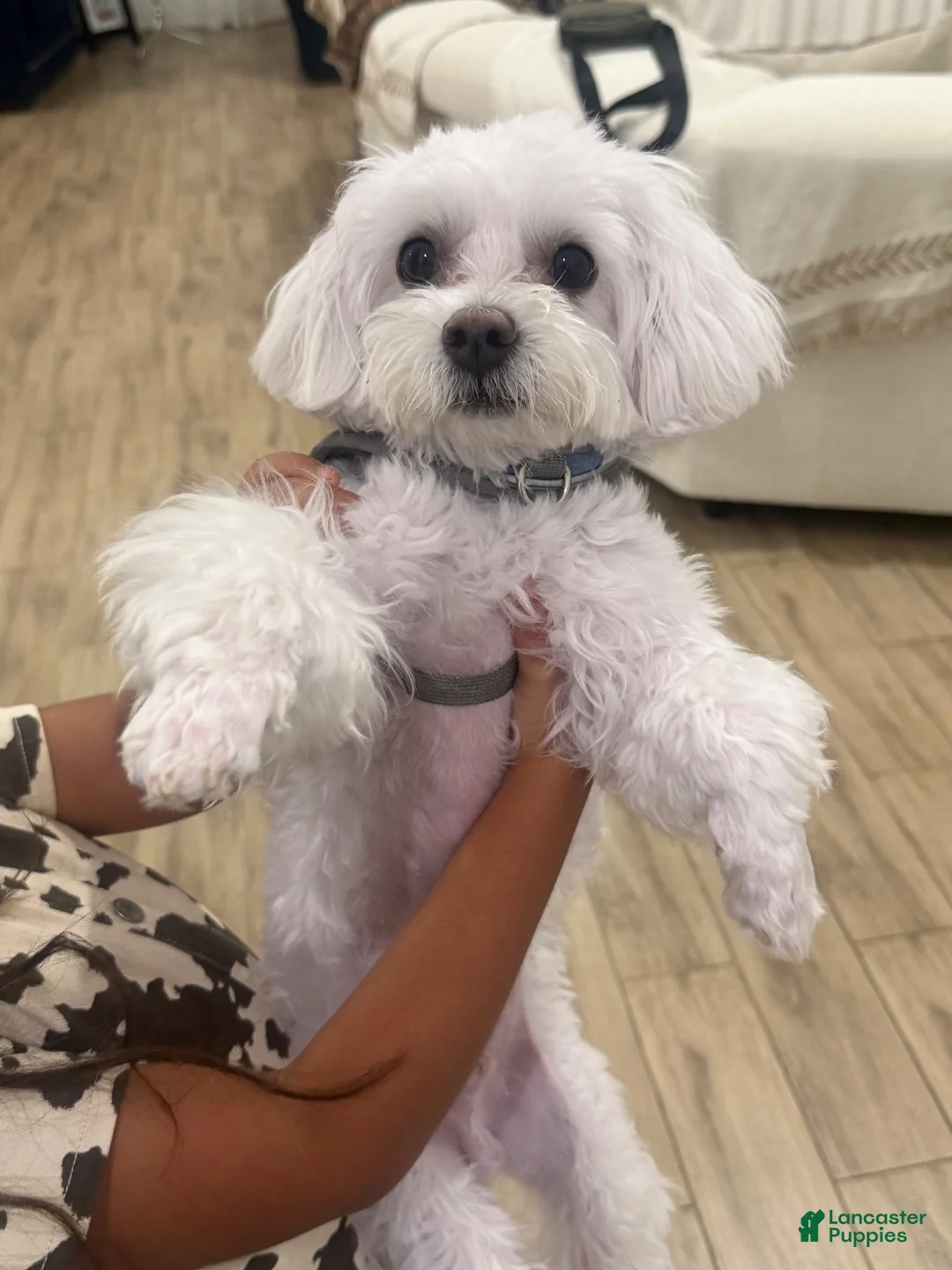 Maltese dogs for sale: Coco - Ad 2