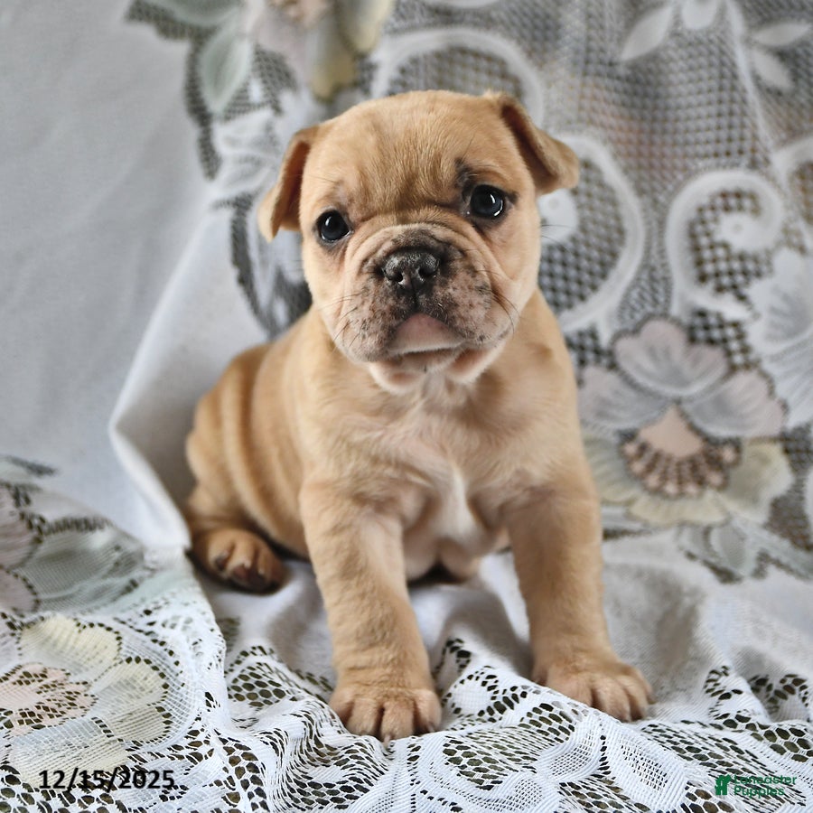 French Bulldog dogs Cinnamon Roll - Ad 12