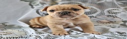 French Bulldog dogs for sale: Cinnamon Roll - Ad 1