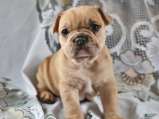 French Bulldog dogs Cinnamon Roll - Ad 9