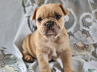 French Bulldog dogs Cinnamon Roll - Ad 12