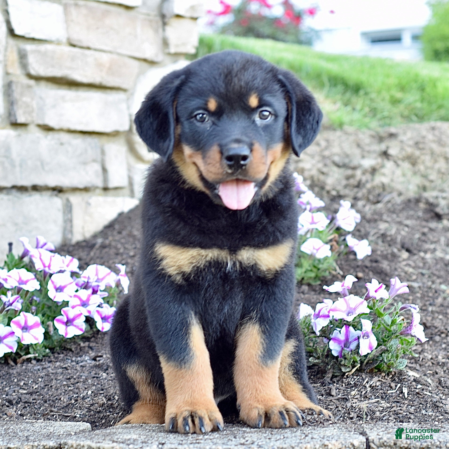 Rottweiler dogs Wilder - Ad 1