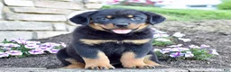Rottweiler dogs for sale: Wilder - Ad 2