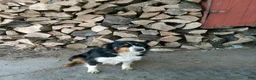 Australian Shepherd dogs for sale: Zeke - Ad 10