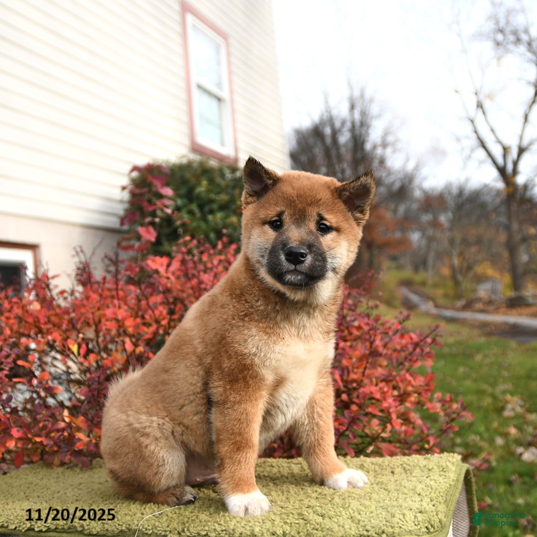 Shiba Inu dogs for sale: Franklin - Ad 3