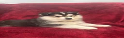 Pomsky dogs for sale: Gio - Ad 4