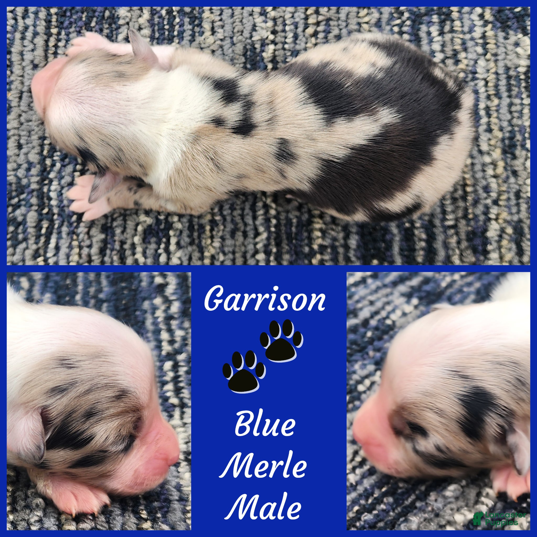 Miniature Australian Shepherd dogs Garrison  - Ad 10
