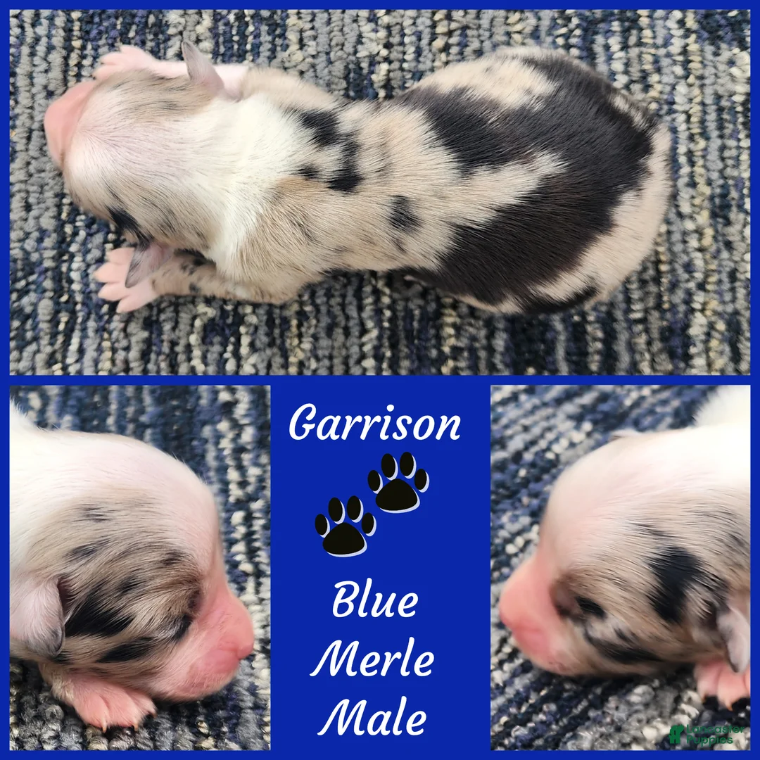 Miniature Australian Shepherd dogs for sale: Garrison  - Ad 1
