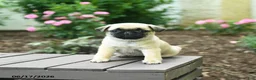 Pug dogs for sale: Kenzie - Ad 3