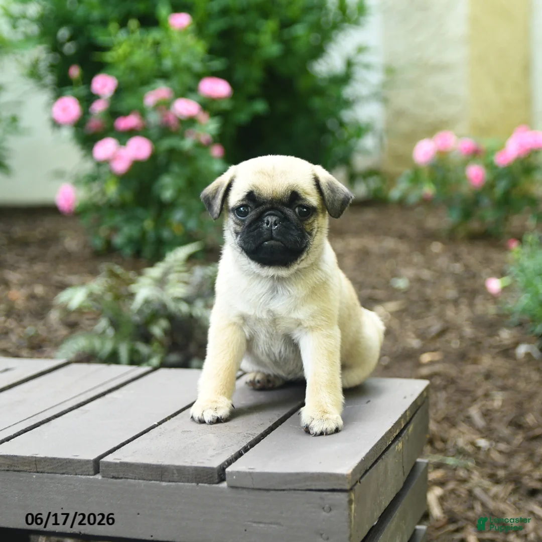 Pug dogs for sale: Kenzie - Ad 3